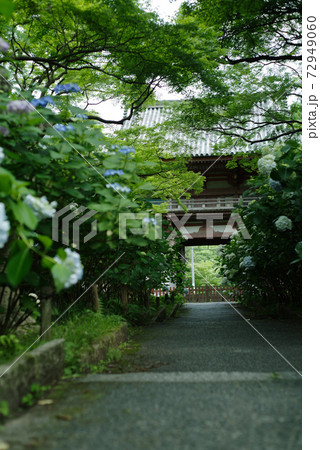 大阪池田・紫陽花の咲く久安寺の風景 大阪池田・紫陽花の咲く久安寺の風景 72949060