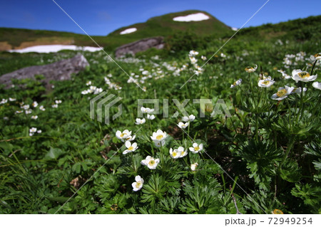 焼石岳 岩手県 72949254