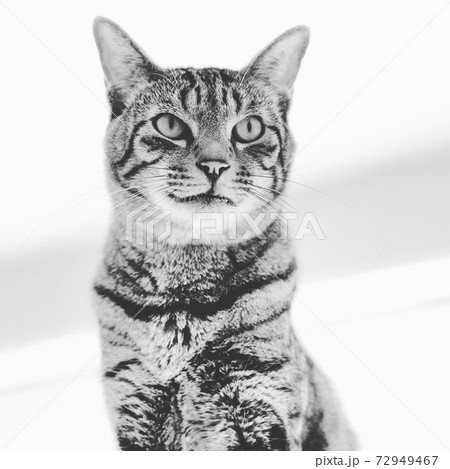 かっこいいモノクロームの猫の写真素材 [72949467] - PIXTA