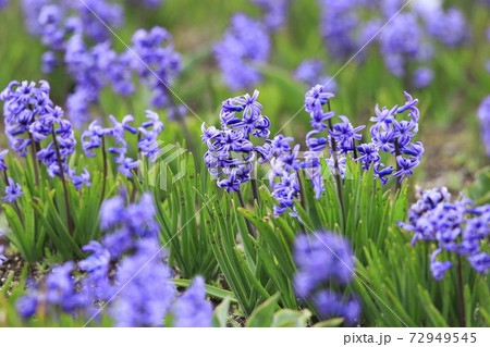 紫色のヒヤシンス(ヒアシンス) 紫色のヒヤシンス(ヒアシンス) 72949545