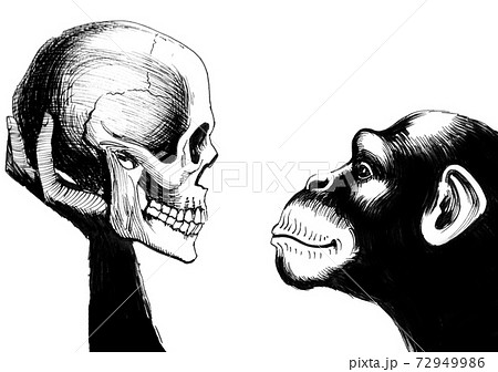 Chimpanzee and human skull. Ink black and white drawing 72949986