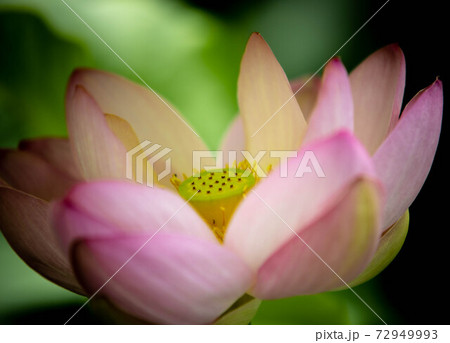 花 蓮 高潔 72949993