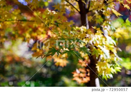東京都秋川市秋川渓谷の紅葉　モミジ 72950057