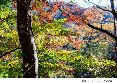 東京都秋川市秋川渓谷の紅葉　モミジ 72950061