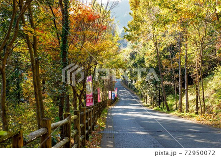 東京都秋川市秋川渓谷の紅葉　瀬音の湯 72950072