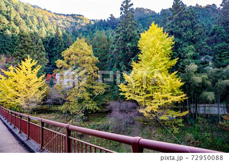 東京都秋川市秋川渓谷の紅葉　石舟橋のイチョウ 72950088