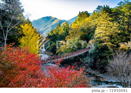 秋川渓谷の紅葉 石舟橋のイチョウ 秋川渓谷の紅葉 石舟橋のイチョウ 72950091
