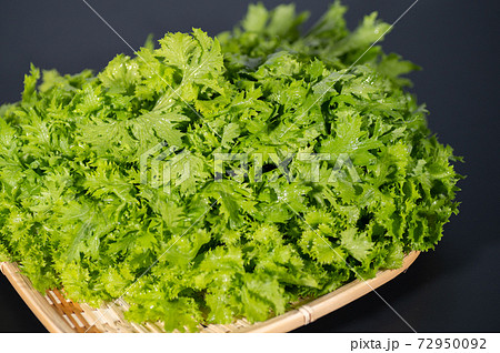 わさび菜 わさび菜 72950092