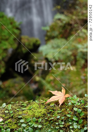 モミジは葉っぱ モミジは葉っぱ 72950142
