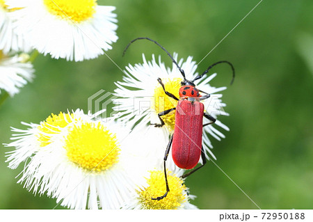 ハルジオの花に止まるベニカミキリ ハルジオの花に止まるベニカミキリ 72950188