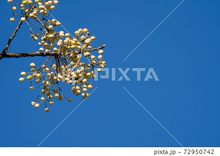 栴檀(センダン)の実と冬空 72950742