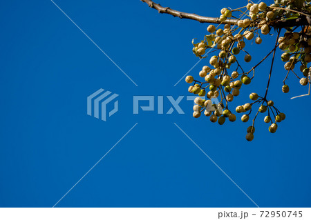 栴檀(センダン)の実と冬空 72950745