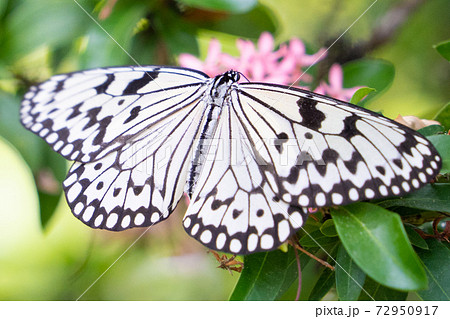 【オオゴマダラ】由布島「蝶々園」 【オオゴマダラ】由布島「蝶々園」 72950917