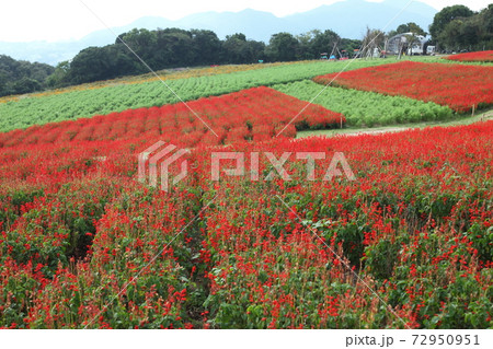 あわじ花さじきのサルビア あわじ花さじきのサルビア 72950951