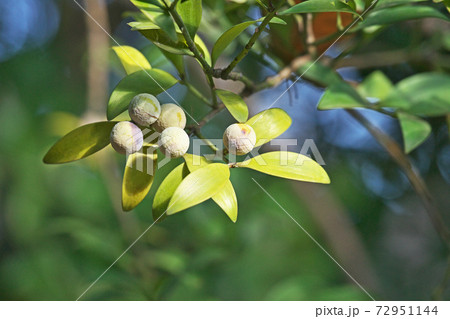 白い粉を付けたナギの実 72951144