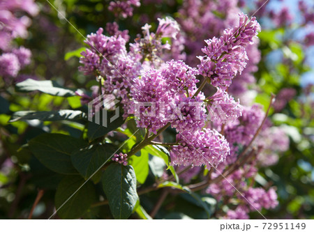 lilac flowers lilac flowers 72951149
