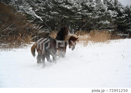 雪と寒立馬 72951250