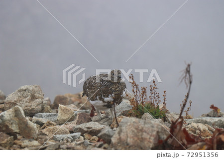 雷鳥、白馬岳、北アルプス、長野県 72951356