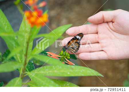 【スジグロカバマダラ】由布島「蝶々園」 【スジグロカバマダラ】由布島「蝶々園」 72951411