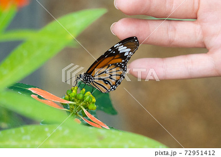 【スジグロカバマダラ】由布島「蝶々園」 72951412