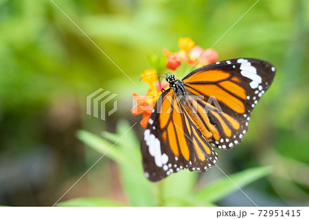 【スジグロカバマダラ】由布島「蝶々園」 【スジグロカバマダラ】由布島「蝶々園」 72951415