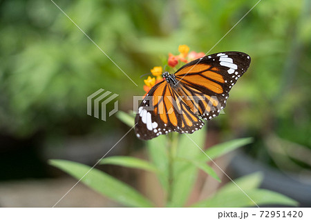 【スジグロカバマダラ】由布島「蝶々園」 【スジグロカバマダラ】由布島「蝶々園」 72951420