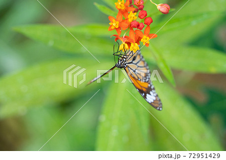 【スジグロカバマダラ】由布島「蝶々園」 72951429