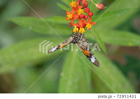 【スジグロカバマダラ】由布島「蝶々園」 72951431