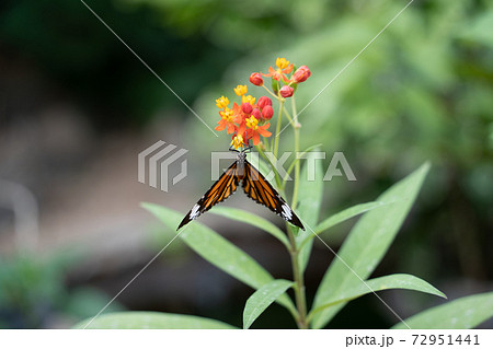 【スジグロカバマダラ】由布島「蝶々園」 72951441
