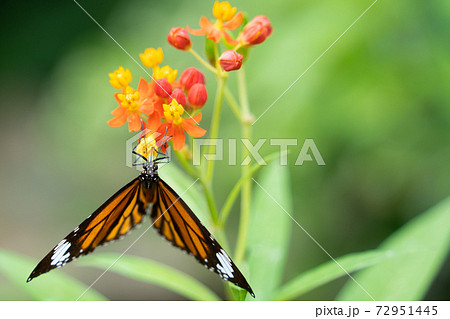【スジグロカバマダラ】由布島「蝶々園」 【スジグロカバマダラ】由布島「蝶々園」 72951445