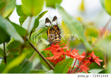 【スジグロカバマダラ】由布島「蝶々園」 【スジグロカバマダラ】由布島「蝶々園」 72951449