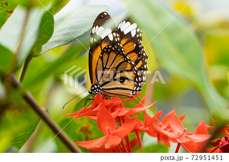 【スジグロカバマダラ】由布島「蝶々園」 72951451