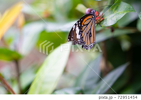【スジグロカバマダラ】由布島「蝶々園」 72951454