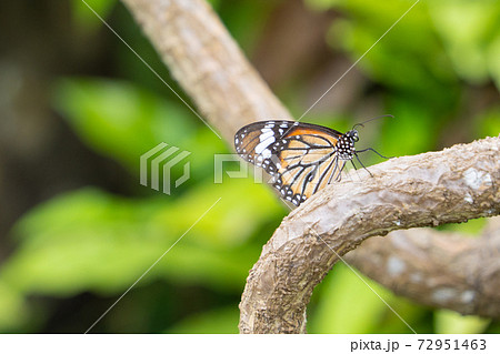 【スジグロカバマダラ】由布島「蝶々園」 【スジグロカバマダラ】由布島「蝶々園」 72951463