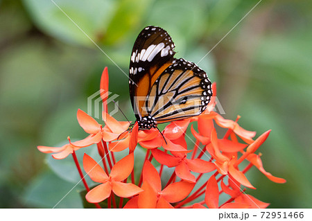 【スジグロカバマダラ】由布島「蝶々園」 【スジグロカバマダラ】由布島「蝶々園」 72951466
