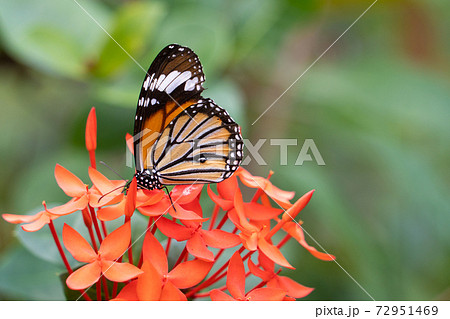 【スジグロカバマダラ】由布島「蝶々園」 【スジグロカバマダラ】由布島「蝶々園」 72951469