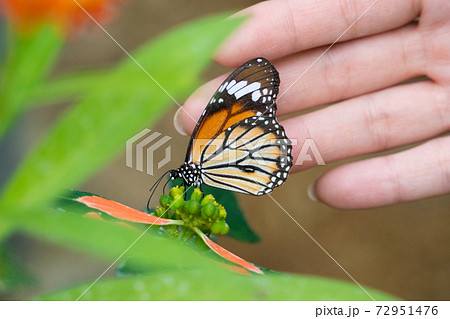 【スジグロカバマダラ】由布島「蝶々園」 【スジグロカバマダラ】由布島「蝶々園」 72951476