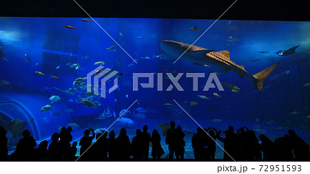 take photo with the whale sharks in front of Sea tank in Okinawa Aquarium take photo with the whale sharks in front of Sea tank in Okinawa Aquarium 72951593