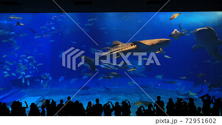 take photo with the whale sharks in front of Sea tank in Okinawa Aquarium take photo with the whale sharks in front of Sea tank in Okinawa Aquarium 72951602