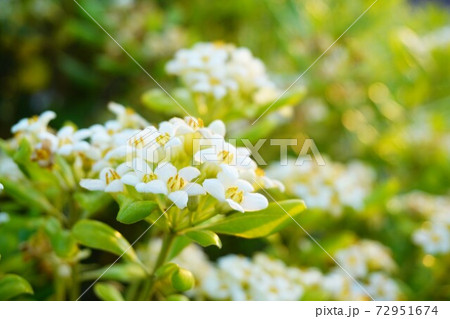 夕日に照らされるハマボッス。 72951674