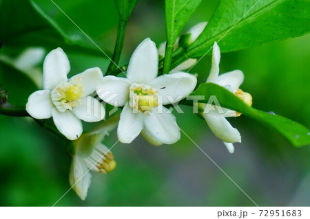 たわわに咲くみかんの花 の写真素材
