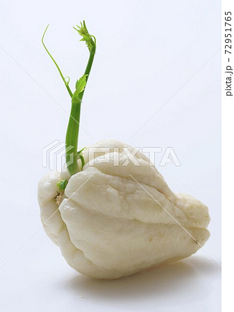 ハヤトウリの新芽 72951765