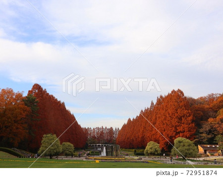 《相模原公園》秋のメタセコイア並木 72951874