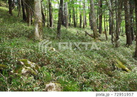 大台ケ原 新緑の森のミヤコザサ 大台ケ原 新緑の森のミヤコザサ 72951957