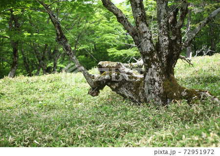大台ケ原 新緑の森のミヤコザサ 大台ケ原 新緑の森のミヤコザサ 72951972