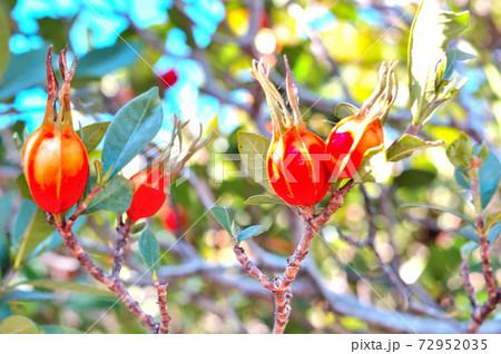 くちなしの実 72952035