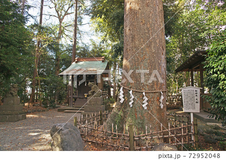 平塚市　前鳥神社　御神木 72952048