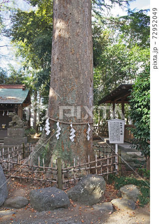 平塚市　前鳥神社　御神木 72952049