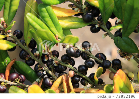 ハマヒサカキの実 ハマヒサカキの実 72952196