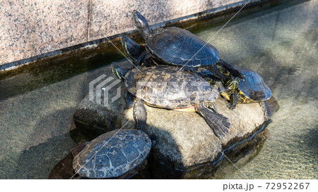 由比本陣公園前の亀 由比宿 の写真素材